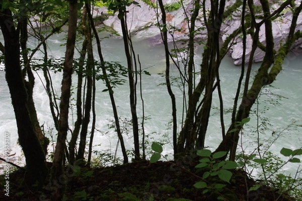 Fototapeta 川辺の木々