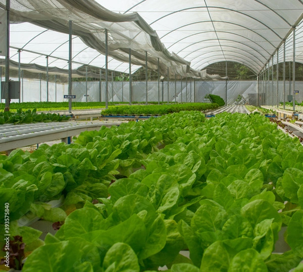 Fototapeta View of a Hydroponics lettuce farm
