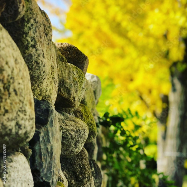 Fototapeta moss on tree