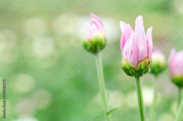 Obraz Pink chrysanthemum with blurred pattern background