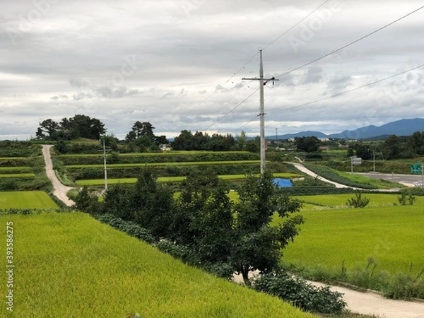 Obraz vineyards in the summer