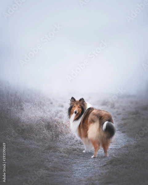 Obraz rough collie dog