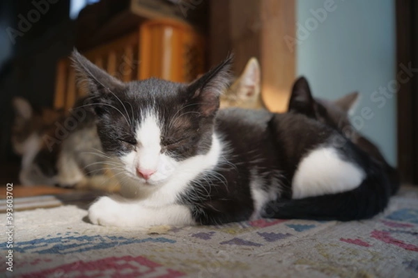 Fototapeta 猫のうたた寝