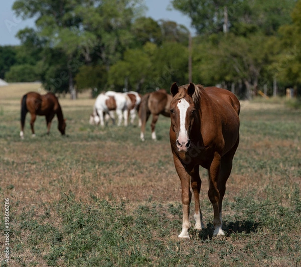 Fototapeta Brown horse staring at the camera