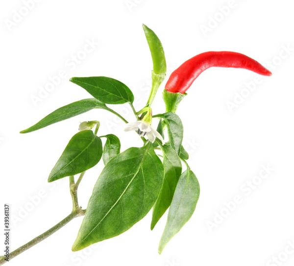 Fototapeta twig with red green chili pepper flower and leaves isolated on