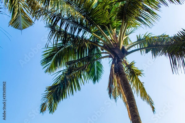 Fototapeta palm tree with coconuts sways in the wind during sunset