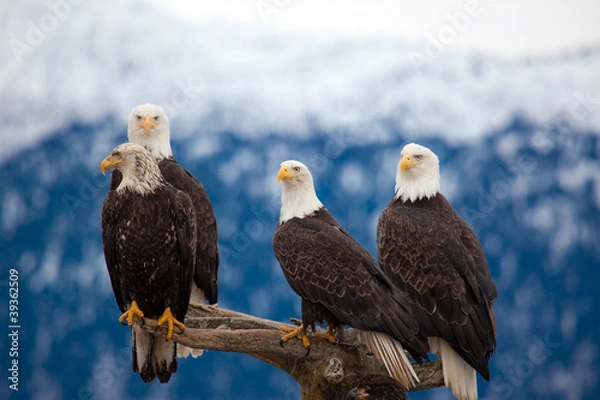 Obraz American Bald Eagles