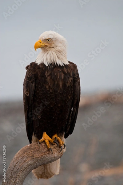 Obraz Amerykański łysy orzeł