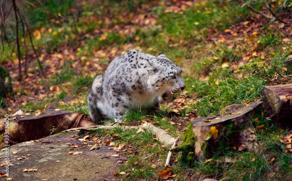 Obraz Snow Leopard