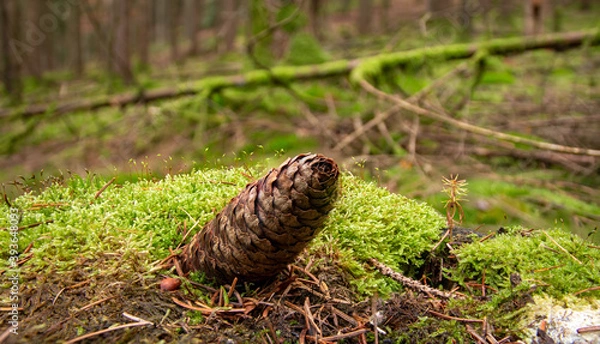 Obraz Tannenzapfen im Moos 