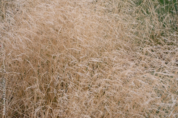 Obraz Deschampsia cespitosa close-up, dry stems of wild bluegrass. Natural background