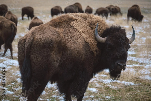 Obraz buffalo herd in winter