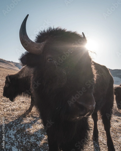 Obraz american buffalo in the field