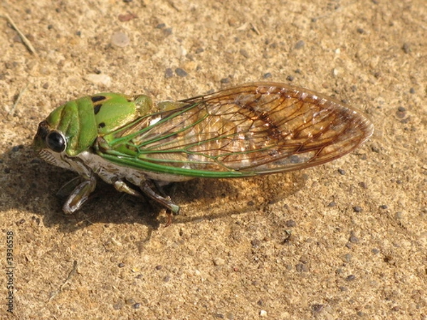 Obraz Cicada