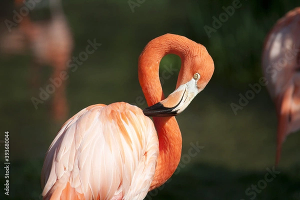Obraz Flamingo