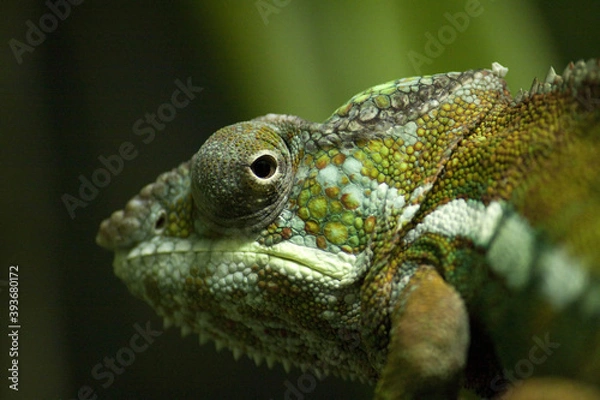 Obraz Chameleon