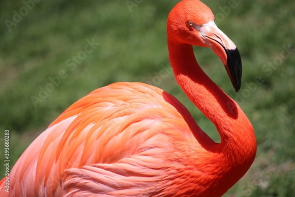 Obraz Flamingo