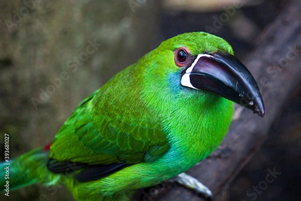 Obraz Toucanette