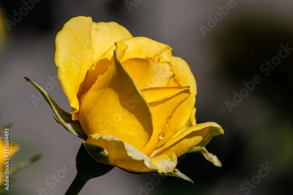 Obraz Yellow rose