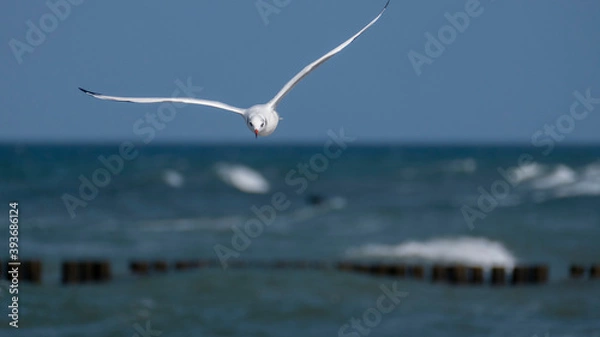 Obraz black-headed gull in flight - flying on the Baltic coast
