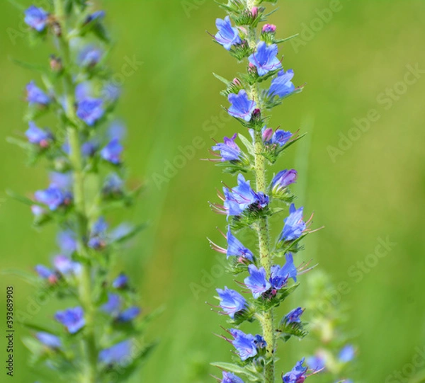 Fototapeta In the field among the herbs bloom Echium vulgare