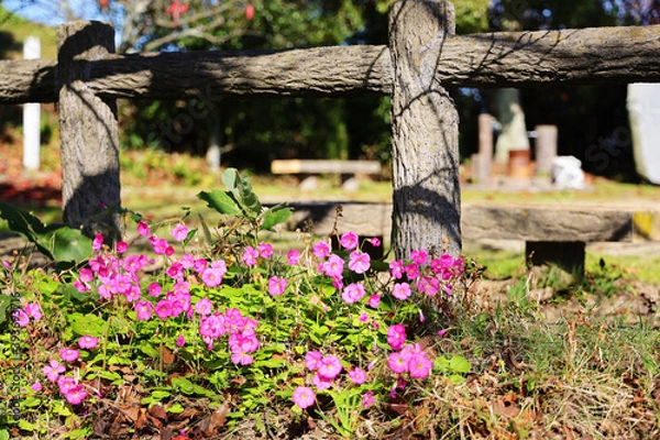 Obraz かわいいピンクの花