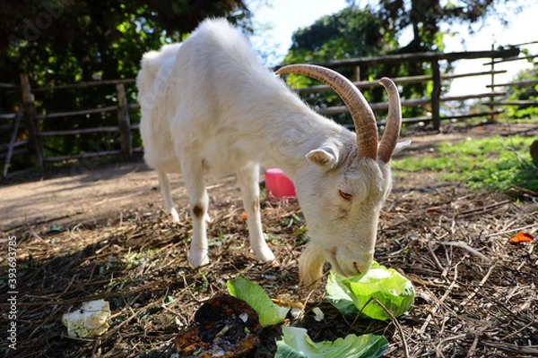 Obraz やぎとキャベツ