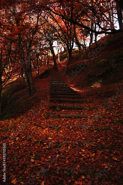 Fototapeta 赤い紅葉が美しいゆうじゃく公園の秋風景