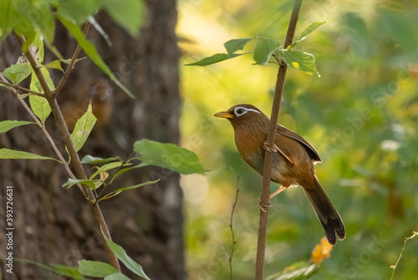 Obraz ガビチョウ