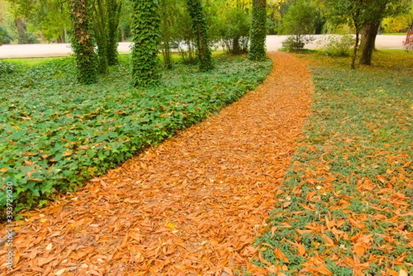 Obraz pathway in the forest full of orange leaves, and green plants on the sides, autumn, fall
