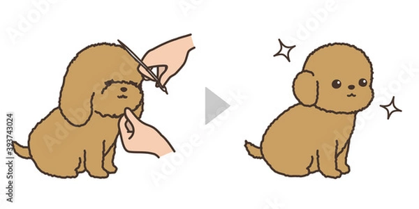 Obraz 子犬のトリミング　ビフォアアフター　フェイスカット