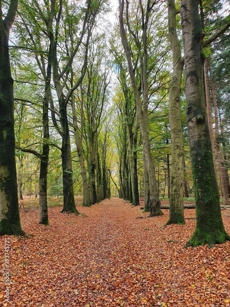 Fototapeta path in autumn park