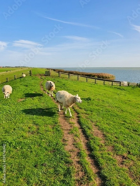 Fototapeta sheep in the field