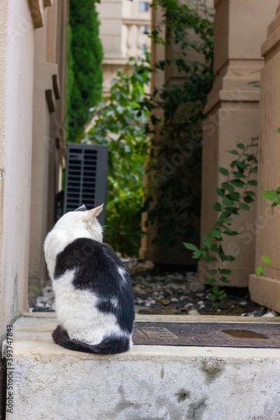 Fototapeta cat on a balcony