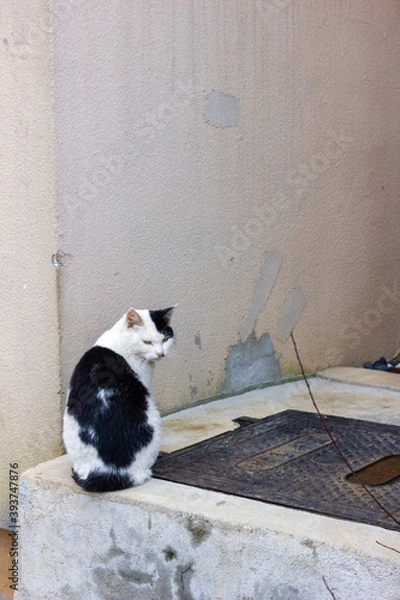 Fototapeta cat on the window