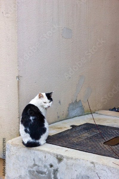 Fototapeta cat on the window