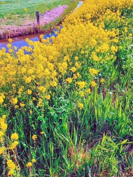 Obraz flowers in the mountains