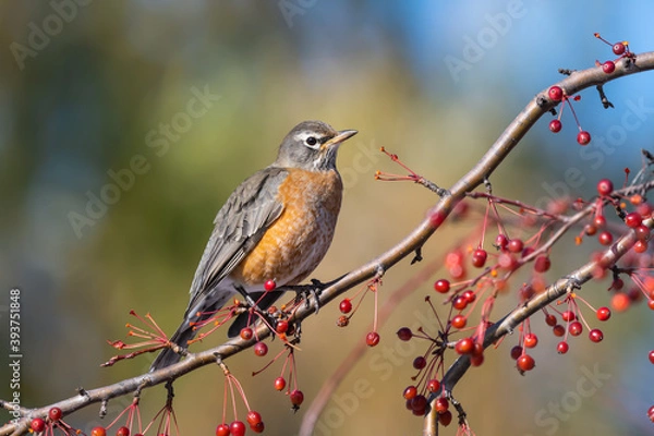 Fototapeta American Robin Feeding on Red Berries in Fall