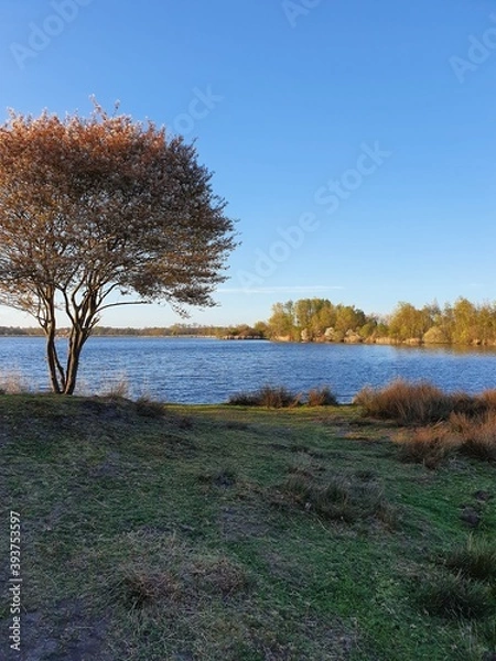 Fototapeta tree in autumn