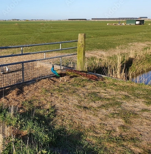 Obraz landscape with fence