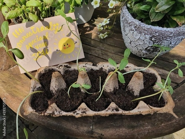 Obraz seedlings in a greenhouse