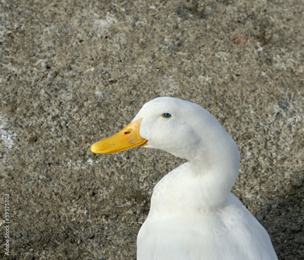 Fototapeta White Duck