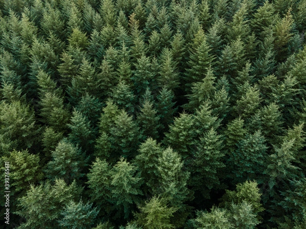 Obraz Douglas fir trees from above