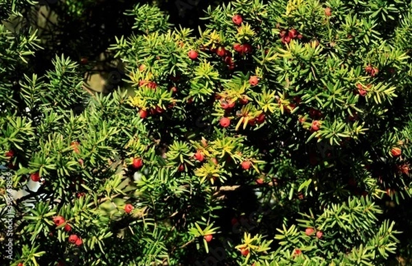 Obraz キャラボクの実