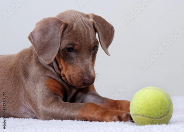 Obraz Doberman Pinscher puppy with tennis ball