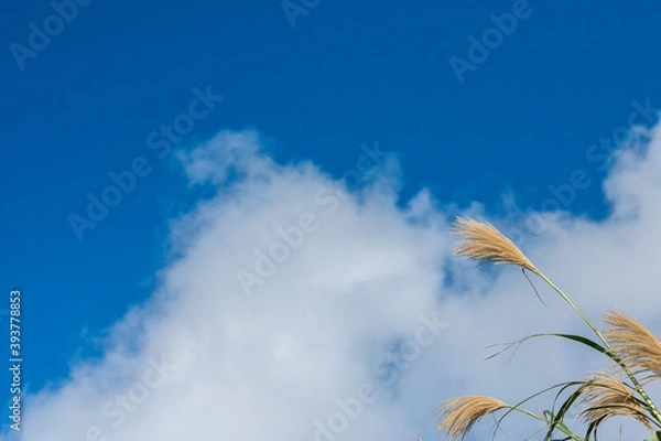 Obraz 空とススキ