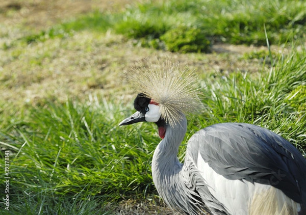 Fototapeta Crowned Crane