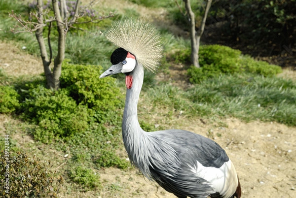 Fototapeta Black Crowned Crane