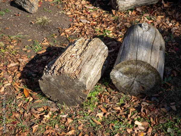 Fototapeta 二本の丸太