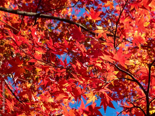 Fototapeta 紅葉の季節